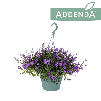 Campanula port  addenda Ambella Purple Hangpot 1 pp 750 fl 35cm 19cm Q981