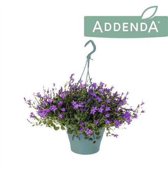Campanula port  addenda Ambella Purple Hangpot 1 pp 750 fl 35cm 19cm Q981