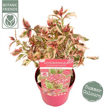 Hortenzija serrata Euphoria Pink15 fl 40cm 19cm Q1049