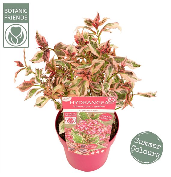 Hortenzija serrata Euphoria Pink15 fl 40cm 19cm Q1049