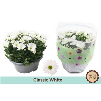 Krizantema ind  alpine time Chrysant White7 pp 27cm 23cm Q1111