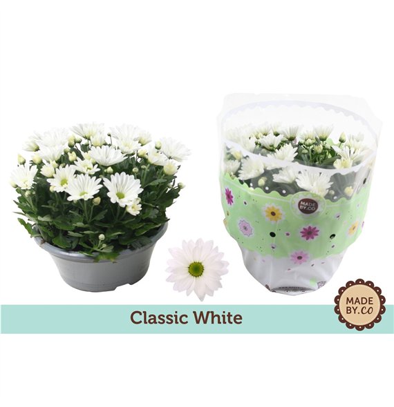 Krizantema ind  alpine time Chrysant White7 pp 27cm 23cm Q1111