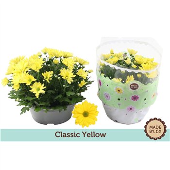 Krizantema ind  tapas time Chrysant Yellow7 pp 27cm 23cm Q1113