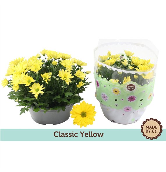 Krizantema ind  tapas time Chrysant Yellow7 pp 27cm 23cm Q1113