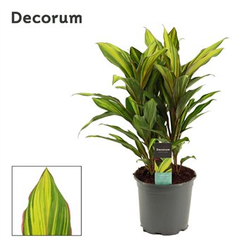 Cordyline fruticosa kiwi Kiwi Toef 19 cm (Decorum) 3 pp 60cm 19cm Q1194