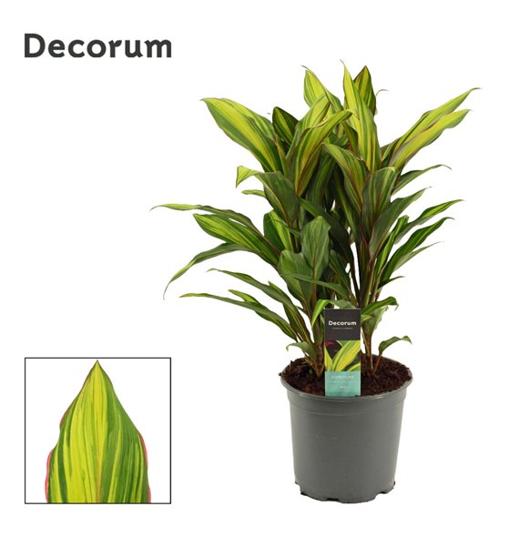 Cordyline fruticosa kiwi Kiwi Toef 19 cm (Decorum) 3 pp 60cm 19cm Q1194