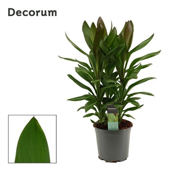Cordyline glauca Glauca 19cm 60cm 19cm Q1199
