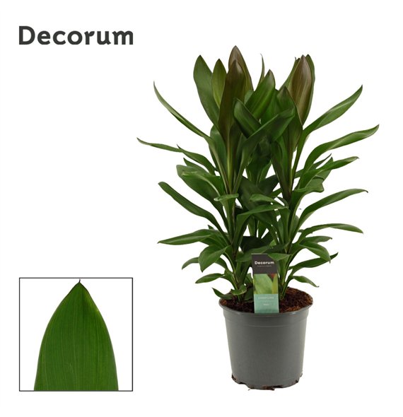 Cordyline glauca Glauca 19cm 60cm 19cm Q1199