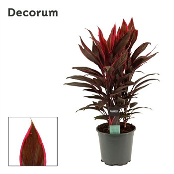 Cordyline fruticosa tango Tango 19cm 60cm 19cm Q1201