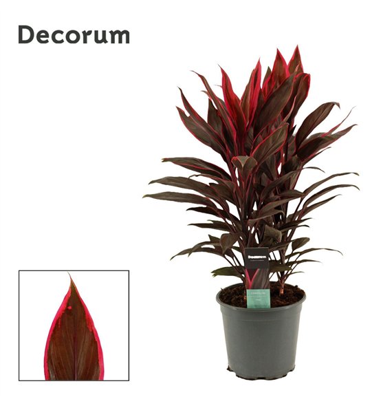 Cordyline fruticosa tango Tango 19cm 60cm 19cm Q1201