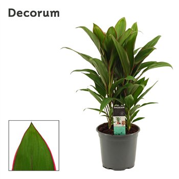 Cordyline fruticosa geraldo Salsa 19cm 60cm 19cm Q1202