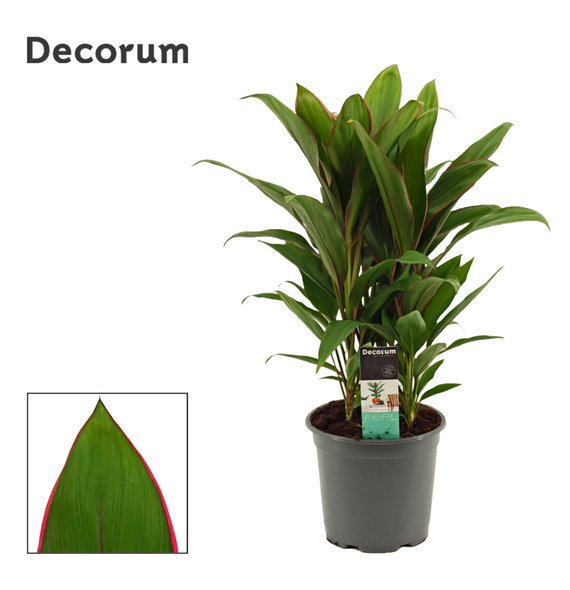 Cordyline fruticosa geraldo Salsa 19cm 60cm 19cm Q1202