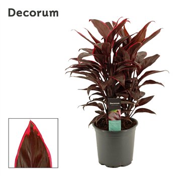 Cordyline fruticosa mambo Mambo 19cm 60cm 19cm Q1203