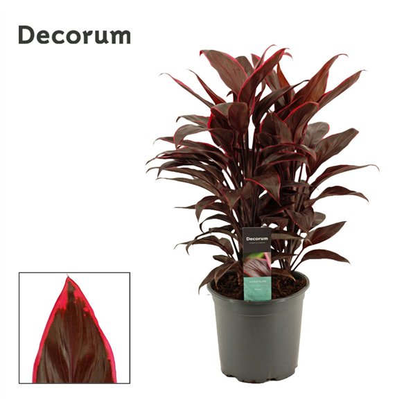 Cordyline fruticosa mambo Mambo 19cm 60cm 19cm Q1203