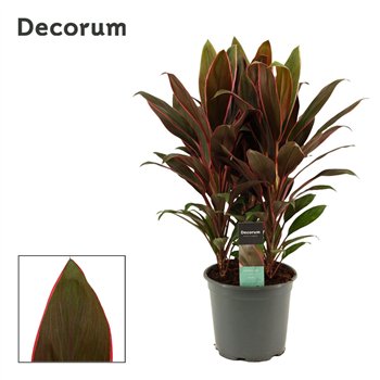 Cordyline fruticosa rumba Rumba 19cm 55cm 19cm Q1204