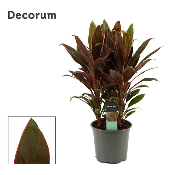 Cordyline fruticosa rumba Rumba 19cm 55cm 19cm Q1204