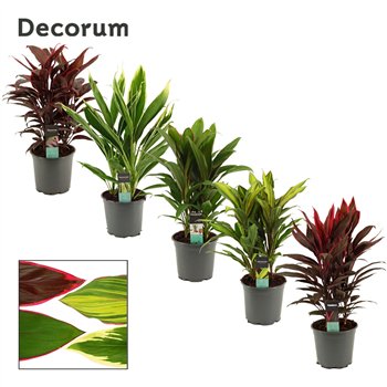 Cordyline fruticosa mix Mix 19cm 60cm 19cm Q1205