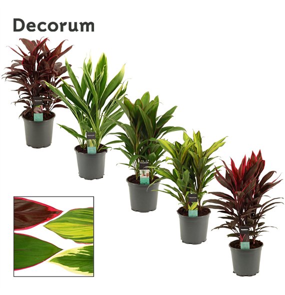 Cordyline fruticosa mix Mix 19cm 60cm 19cm Q1205