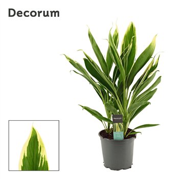 Cordyline fruticosa conga New Conga 19cm 60cm 19cm Q1212