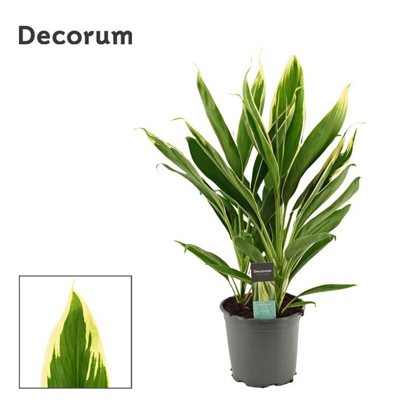 Cordyline fruticosa conga New Conga 19cm 60cm 19cm Q1212