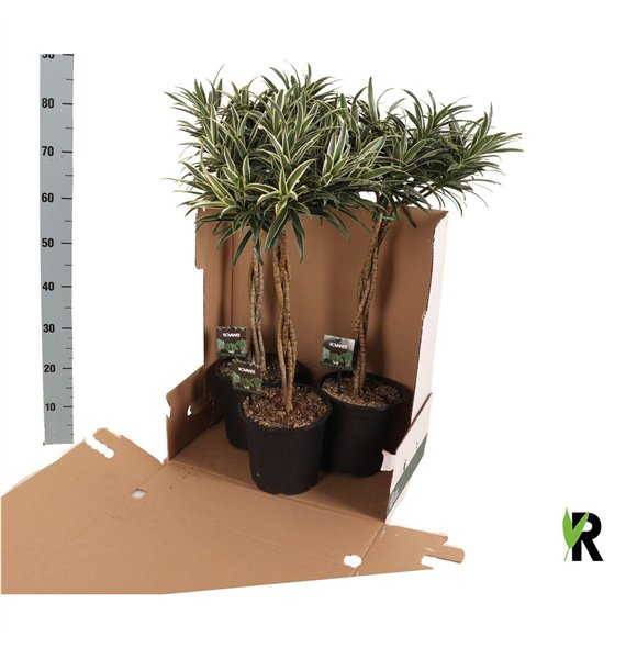 Dracena reflexa Valentina braided stem in fust 352 1 pp 3 stems plnt 85cm 21cm Q1536
