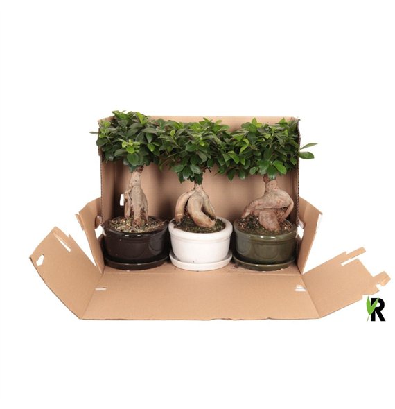 Fikus microcarpa ginseng micr  Ginseng in keram ovaal bowl+ schotel wit 348 1 pp 40cm 30cm Q1803