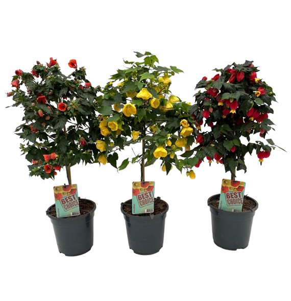 Abutilon mix 75cm 19cm Q1850