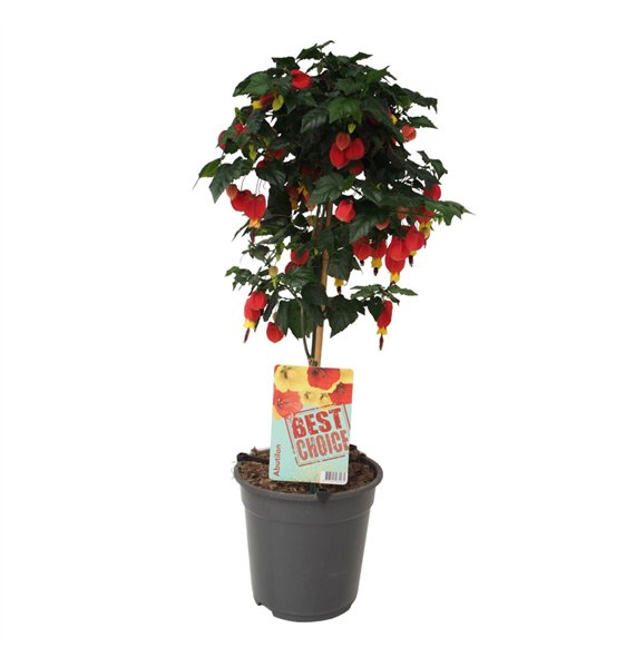 Abutilon big bell 75cm 19cm Q1851