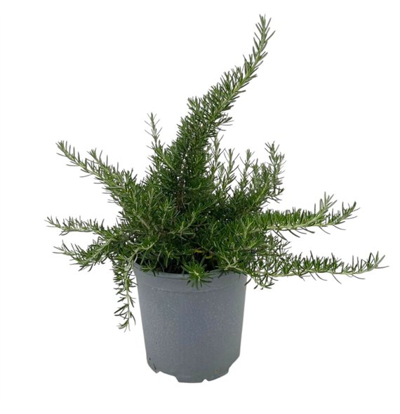 Rosmarinus prostratus 35cm 18cm Q1859