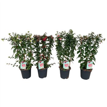 Fuchsia Rek 75cm 19cm Q1862