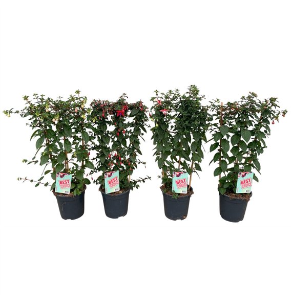 Fuchsia Rek 75cm 19cm Q1862