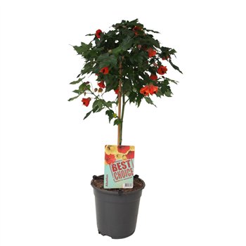 Abutilon Oranje (Red Trumpet) 75cm 19cm Q1865