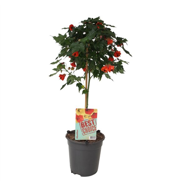 Abutilon Oranje (Red Trumpet) 75cm 19cm Q1865