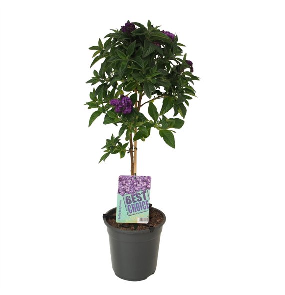 Heliotropium arborescens 75cm 19cm Q1874