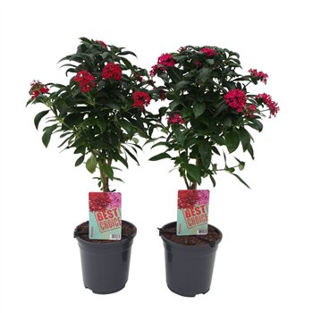 Pentas lanceolata Mix 75cm 19cm Q1876