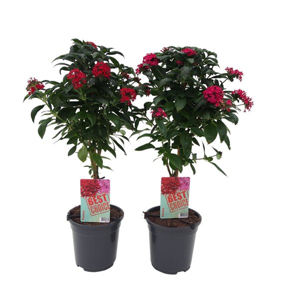 Pentas lanceolata Mix 75cm 19cm Q1876