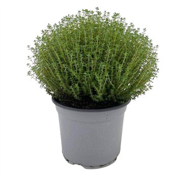 Thymus vulgaris THYMUS FAUSTINI 18 45cm 18cm Q1882