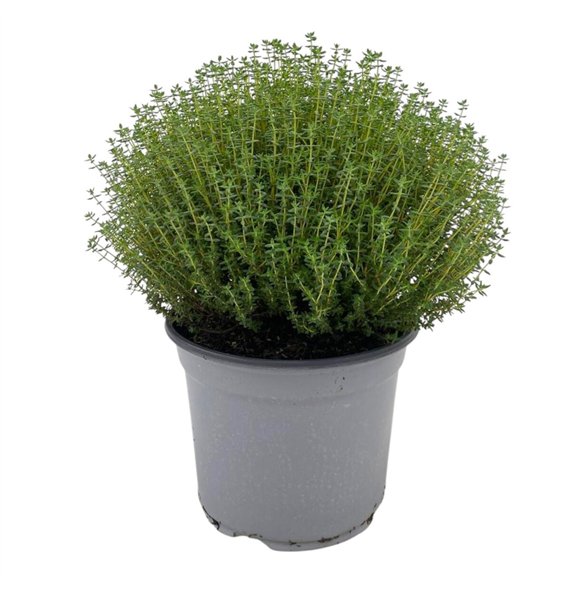 Thymus vulgaris THYMUS FAUSTINI 18 45cm 18cm Q1882