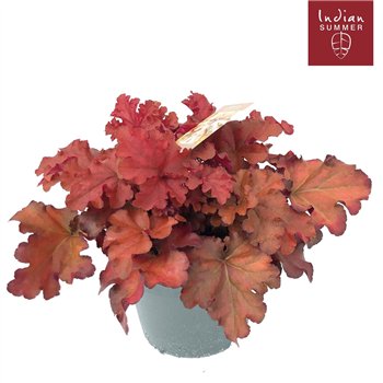Heuchera Indian Summer P19 Red 30cm 19cm Q1899