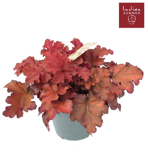 Heuchera Indian Summer P19 Red 30cm 19cm Q1899