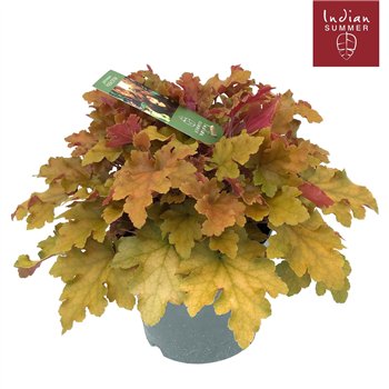 Heuchera Indian Summer P19 Orange 30cm 19cm Q1900