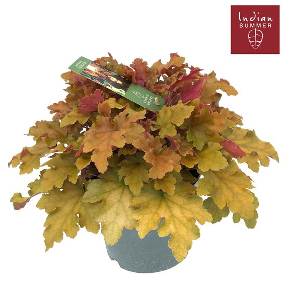 Heuchera Indian Summer P19 Orange 30cm 19cm Q1900