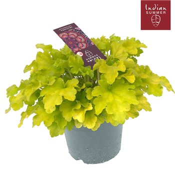 Heuchera Indian Summer P19 Lime 30cm 19cm Q1901