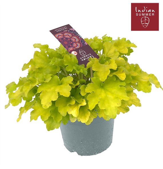 Heuchera Indian Summer P19 Lime 30cm 19cm Q1901