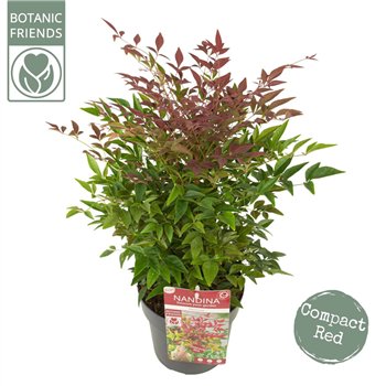 Nandina domestica obsessed dom  Obsessed 45cm 19cm Q1910