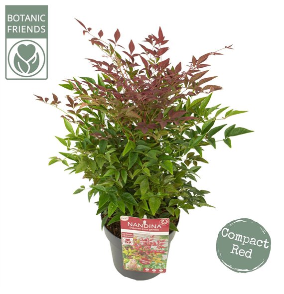 Nandina domestica obsessed dom  Obsessed 45cm 19cm Q1910