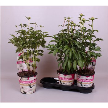 Paeonia 19CM Wit Longlife 70cm 19cm Q1911