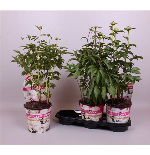 Paeonia 19CM Wit Longlife 70cm 19cm Q1911