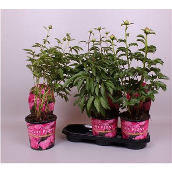 Paeonia 19CM Roze Longlife 70cm 19cm Q1912