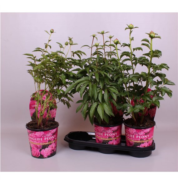 Paeonia 19CM Roze Longlife 70cm 19cm Q1912